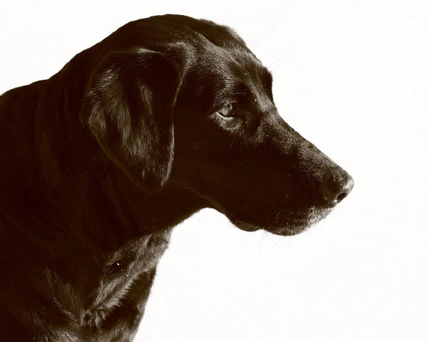 Black Labrador
