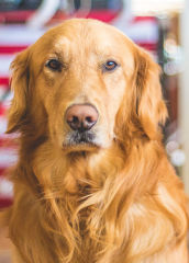Golden retriever looking at the camera