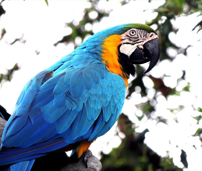 Blue and yellow macaw