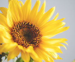 Sunflower close-up