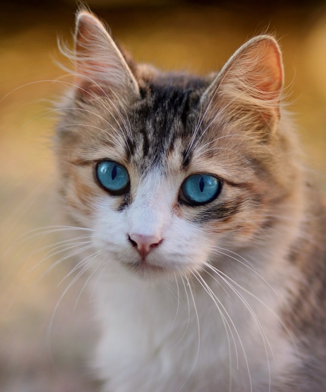 Tabby cat